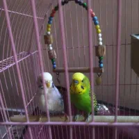 یک جفت مرغ عشق انگلیسی|پرنده|فردیس, شهرک ارم|دیوار