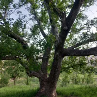 باغ تفرجگاه روستای چورزق جاده بیجار