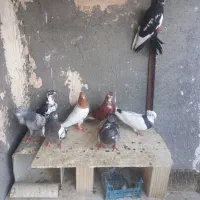 ۹عدد کفتریاکبوتر