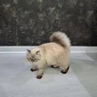 گربه نژاد هیمالین ۹ ماهه درحال حاضر فحل است|گربه|رشت, کوی غلام نیا|دیوار