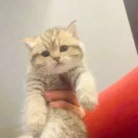 گربه بریتیش خالص (پت شاپ نیستم)|گربه|تهران, پونک|دیوار