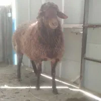 قوچ و بره‌قوچ‌های همو|حیوانات مزرعه|بجنورد, |دیوار