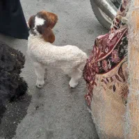 ۱عدد بره نر شیرخور