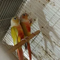 جفت مولد گرینچیک ردچیک سرخ پشت زرد