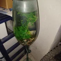 اکواریوم مدل جام برای ماهی کالر،مولی،گوپی،زبرا