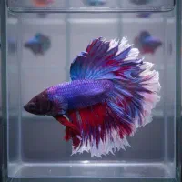 ماهی فایتر مولد