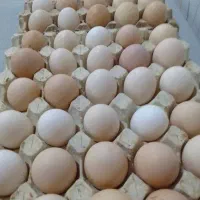 تخم مرغ محلی ارگانیک