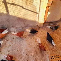 کبوتر خریدار جوجه دورگ