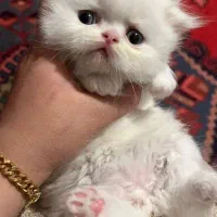 کوچولوهای پشمالو