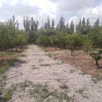 ۳۰۰مترباغچه دردماوندجابان سندتک برگ|فروش زمین و ملک کلنگی|تهران, افسریه شمالی|دیوار