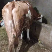 گاو‌شیری|حیوانات مزرعه|نظر کهریزی, |دیوار