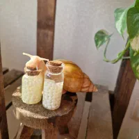 فروش حلزون طبی آچاتینا به صورت تکی وعمده