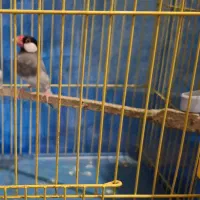 نرگسی جاوا هلندی قفس