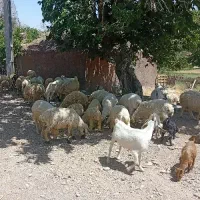گوسفند فروشی