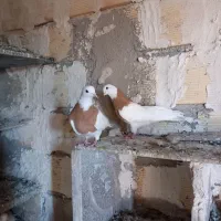 کلفه نرو ماده