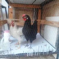 ۲عدد مرغ تخمگذار رسمی سالم|حیوانات مزرعه|وحیدیه, |دیوار