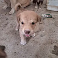 توله سگ پاکوتاه