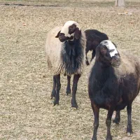 قوچ شال فروشی|حیوانات مزرعه|رزن, |دیوار