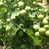 برترین نژاد گردو در نهالستان غرب