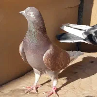 کبوترای اصیل قیمت تو متن نوشتم بخانید تشکر|پرنده|هشتگرد, شهرک اداری|دیوار