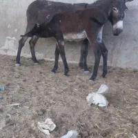 2 تا الاغ با 2تا کرهاشون (خرو کری)