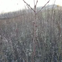 نهال بادام دیم