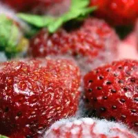 میوه رایگان خراب