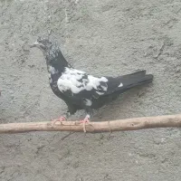 پرش . ابادانی . زاغ و سبز و ابری|پرنده|گلپایگان, |دیوار