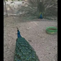 طاووس طاوس جوجه|پرنده|اصفهان, نصرآباد|دیوار