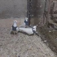 کفتر طوقی و کفتر پرشی|پرنده|ری, شهید بهشتی|دیوار