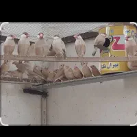 فنچ نرگسی شکلاتی|پرنده|سراوان, |دیوار