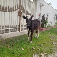 لیشه گاودورگ ۵ماهه خوش خوراک وسلامت|حیوانات مزرعه|صومعه‌سرا, |دیوار