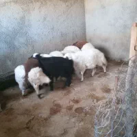 بره چاق وثابت باب کشتار|حیوانات مزرعه|کرمانشاه, |دیوار