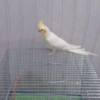 عروس هلندی