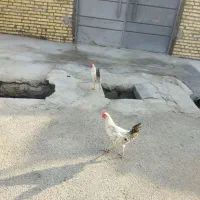 دوعددخروس یه تومان