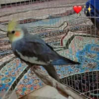 عروس هلندی نر