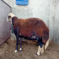 ۳ راس گوسفند آث بره دار و قوچ خورده