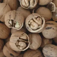 گردو