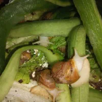 حلزون|خزنده|قم, شاه ابراهیم|دیوار