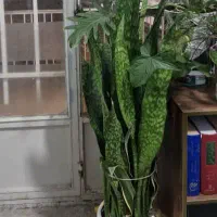 گل مطب رستوران دفاتر ادارات|گل و گیاه طبیعی|مینودشت, |دیوار