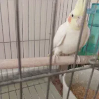 عروس هلندی|پرنده|برخوار, |دیوار