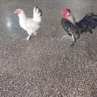 خروس و مرغ نژاد دار ۴تا جوجه پاپر مینیاتوری|حیوانات مزرعه|شهریار, شهرک مصطفی خمینی|دیوار