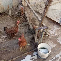 5عدد مرغ تخم گذار رسمی هر روزتخم می‌زارن