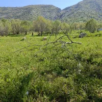 فروش حواله ماشین