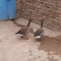 فروش غاز نروماده دان ی۱۰۰۰۰۰۰ت