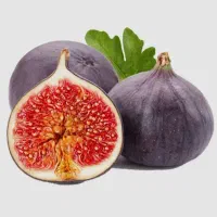انجیر استهبان پیوندی و اصلاح شده