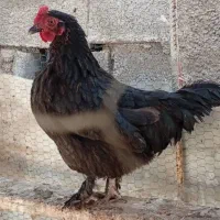 مرغ وخروس کوشین ومحلی 6عدد|حیوانات مزرعه|جهرم, |دیوار