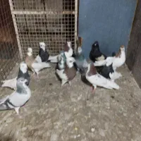 تعدادی پلاکی و شهری|پرنده|شیراز, سیاه سنگ|دیوار