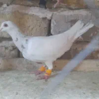 کبوتر نرو ماده خطی|پرنده|الوند, |دیوار