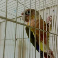 گرینچیک ماده اسپیلت اناناسی معاوضه با نر